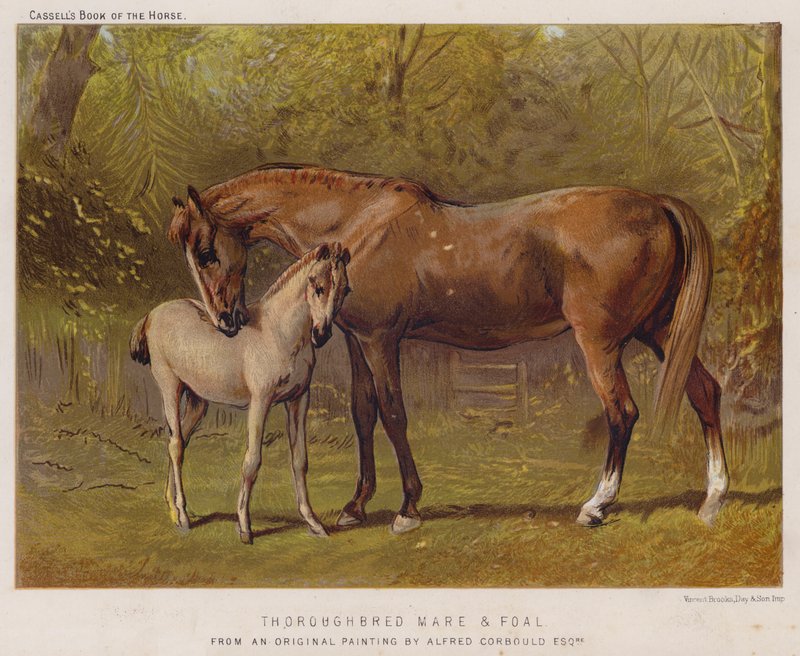 Plnokrevná klisna a hříbě (barva litho) od Alfred Chantrey Corbould