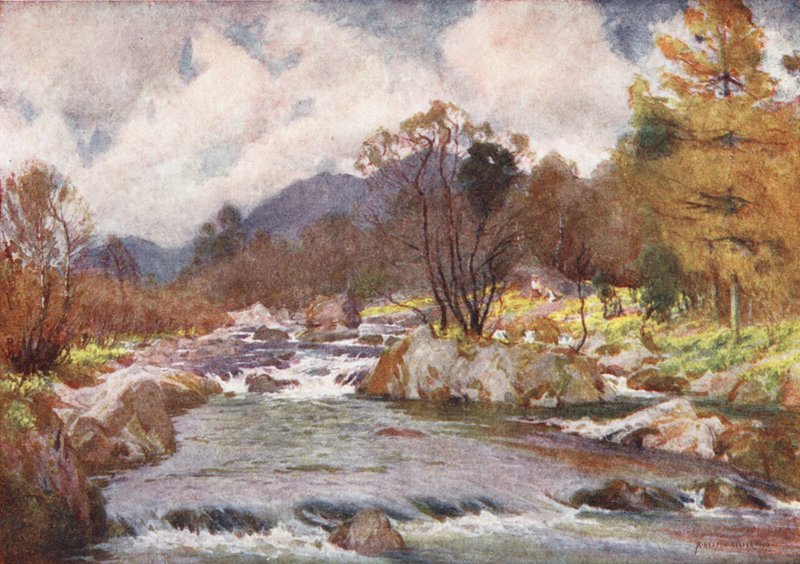 Lake District: Narcisy na břehu řeky Duddon (barevná litografie) od Alfred Heaton Cooper
