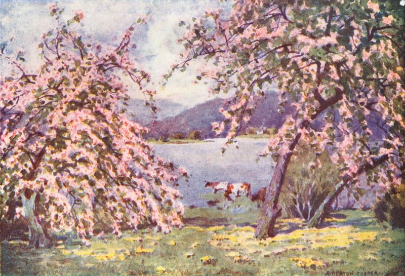 Lake District: Esthwaite Water, Apple Blossom (barevná litografie) od Alfred Heaton Cooper