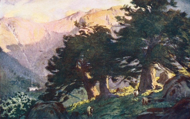 Lake District: Borrowdale Yews, večer (barevná litografie) od Alfred Heaton Cooper