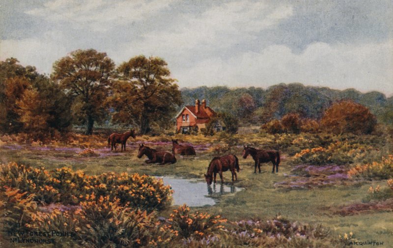 New Forest Pony, Lyndhurst od Alfred Robert Quinton