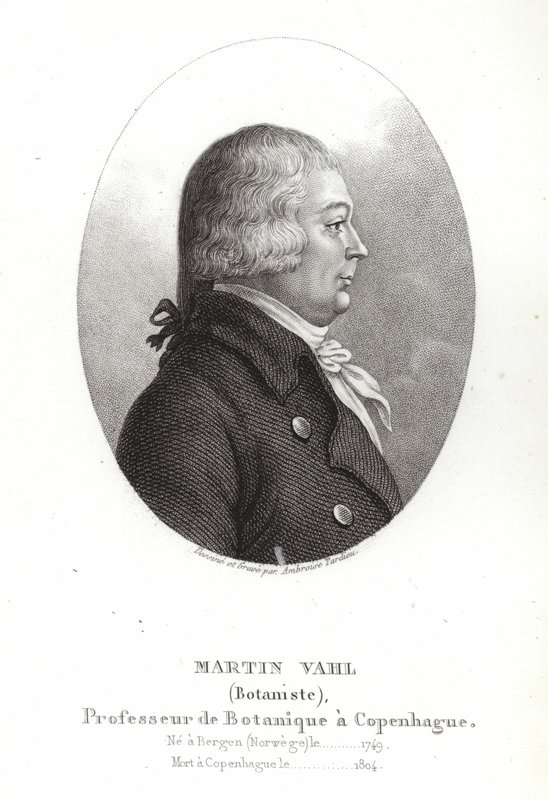 Martin Vahl od Ambroise Tardieu