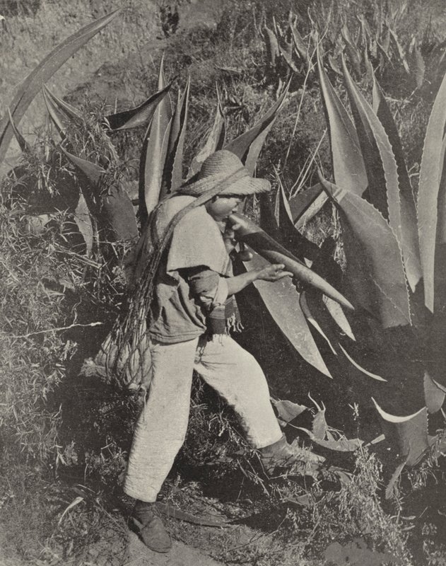 Mexický sběrač pulzů (černobílá fotografie) od American Photographer (after)