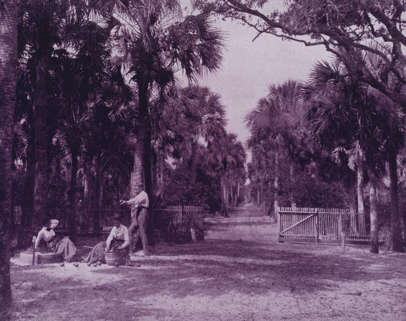 Palmetto Glade poblíž Palatky na Floridě (černobílá fotografie) od American Photographer (after)
