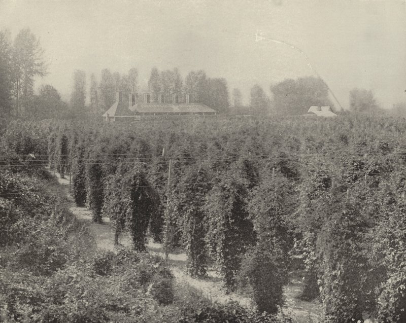 Washington Hop Yard (černobílá fotografie) od American Photographer (after)