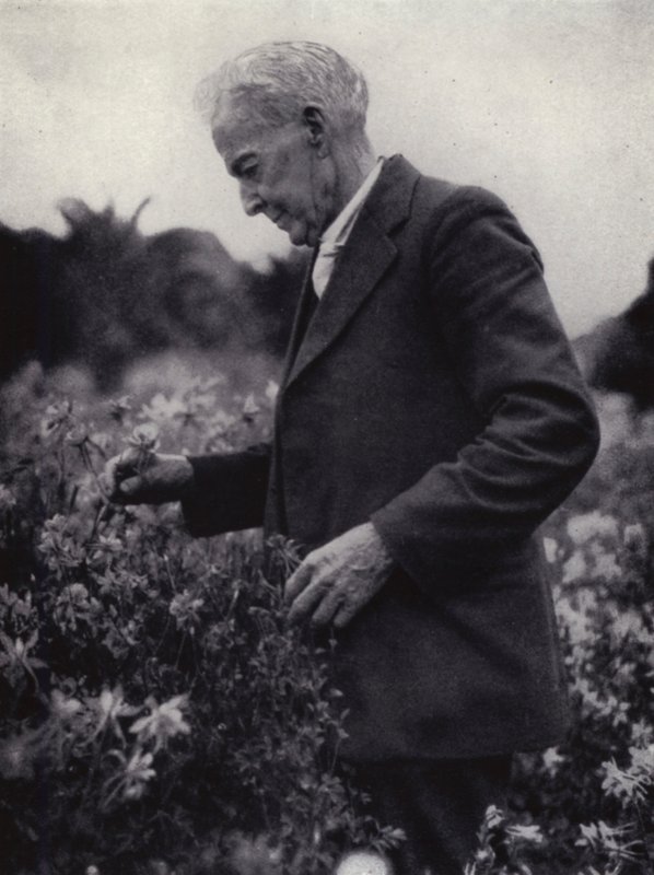 Luther Burbank mezi svými květinami (černobílá fotografie) od American Photographer (after)