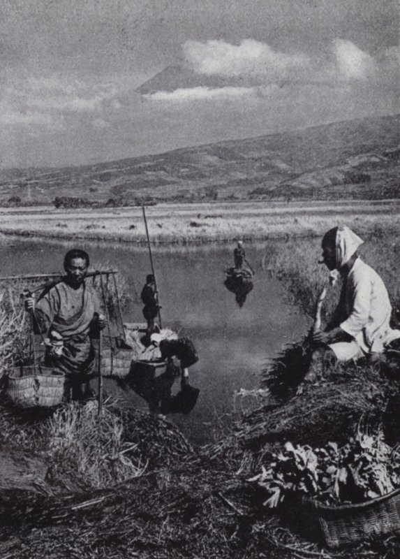 Shromáždění rolníků ve velké zeleninové čtvrti Suzukawa (černobílá fotografie) od American Photographer (after)