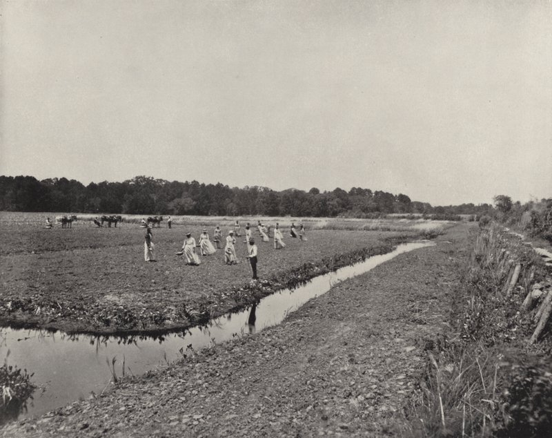 Pěstování rýže v Severní Karolíně (černobílá fotografie) od American Photographer (after)