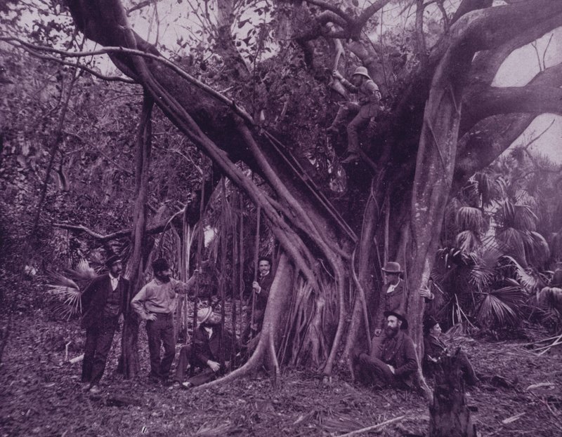 Guma nebo banyánový strom na řece Banana na Floridě (černobílá fotografie) od American Photographer (after)
