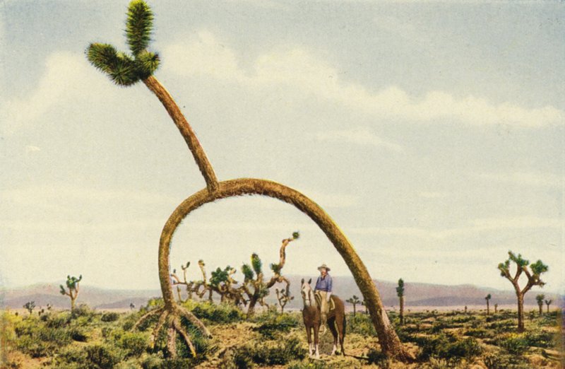 Obří kastus v Mohavské poušti (barevné foto) od American Photographer