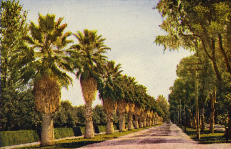 Palmová promenáda u Los Angeles (barevné foto) od American Photographer