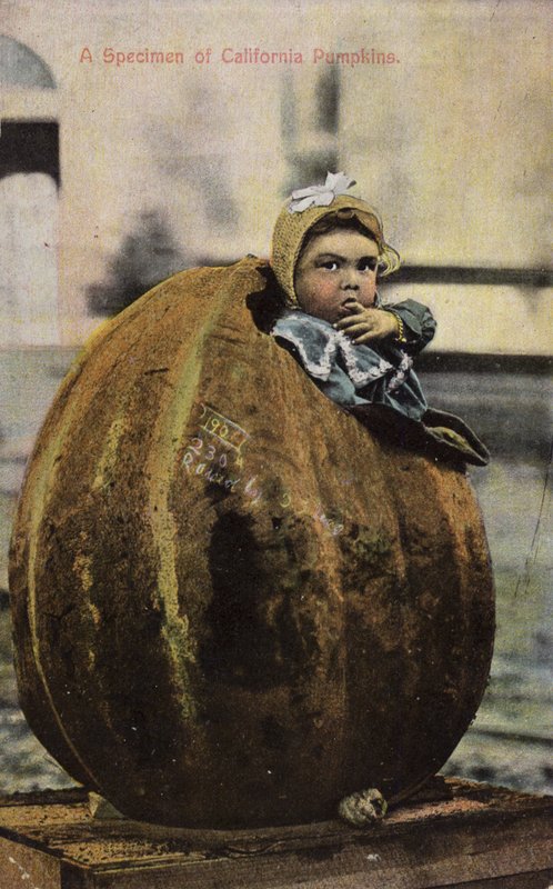 Vzorek kalifornských dýní (tónovaná fotografie) od American Photographer