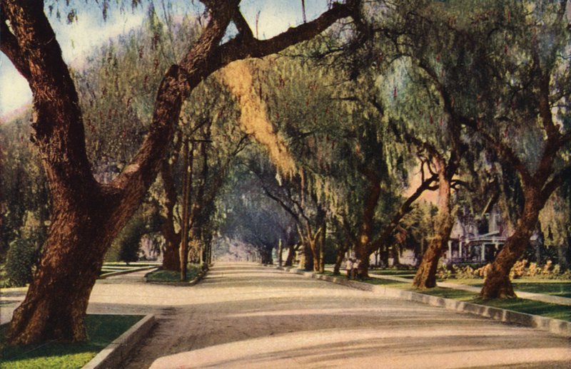 Pepřová alej, Pasadena (barevné foto) od American Photographer
