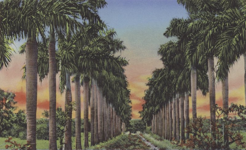 Calle de Palmas, Royal Palms Avenue (barevné fotografie) od American Photographer