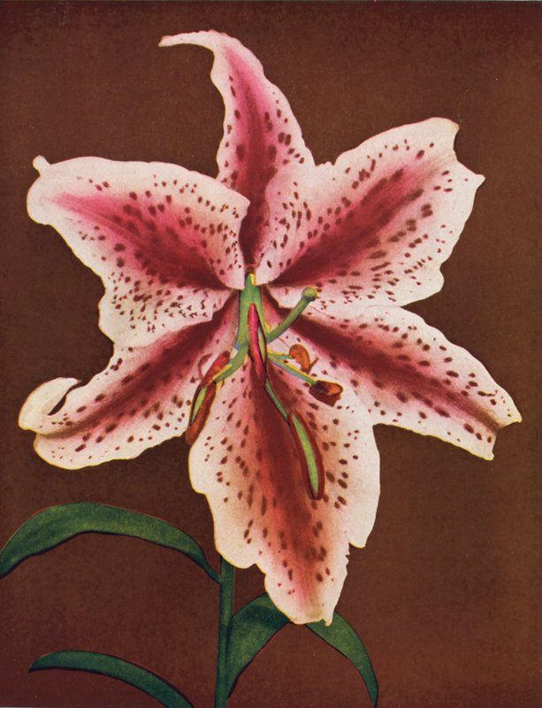 Lilie: Lilium Auratum, Crimson Queen (barevné foto) od American Photographer