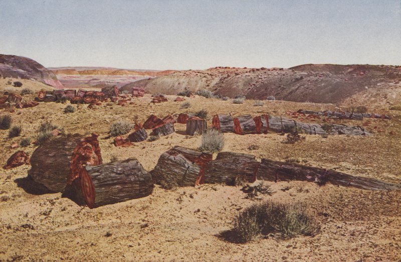 Zkamenělý les, Arizona (kolorovaná fotografie) od American Photographer