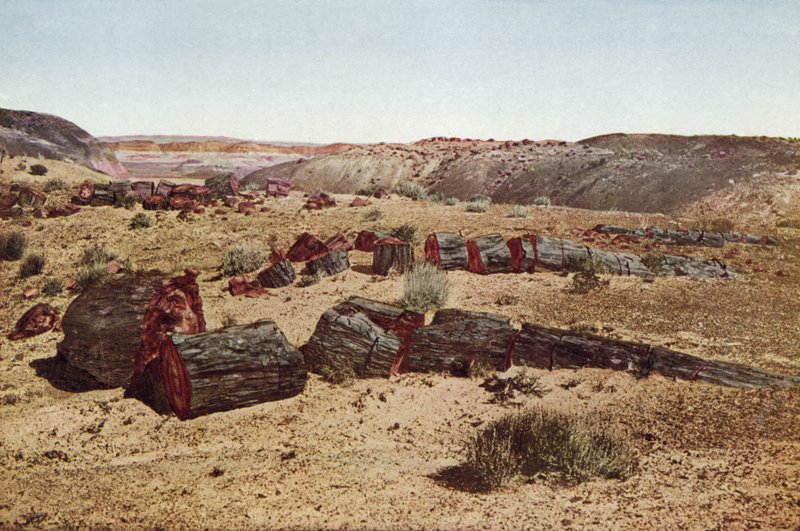 Petrified Forest, Arizona (barevná fotografie) od American Photographer
