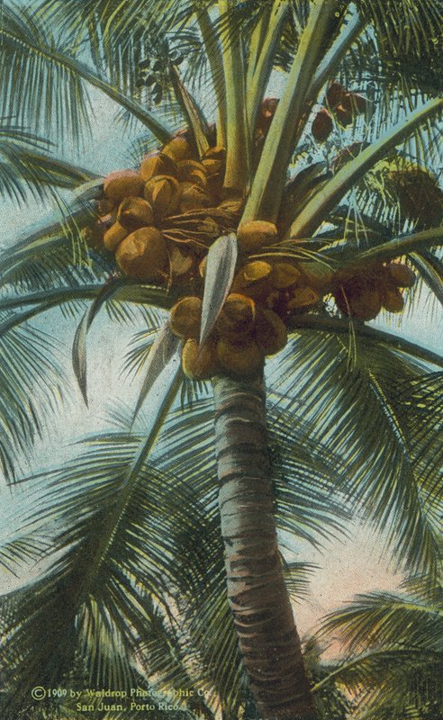 Porto Rico / Portoriko: Kakaovníky rostoucí v Porto Ricu (barevné foto) od American Photographer