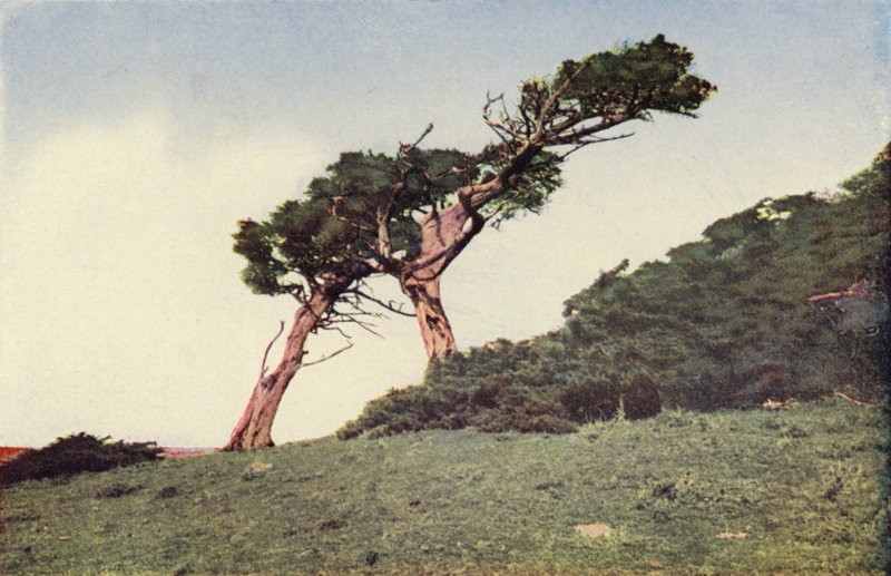 Pštros, cypřišek montereyský (barevné foto) od American Photographer