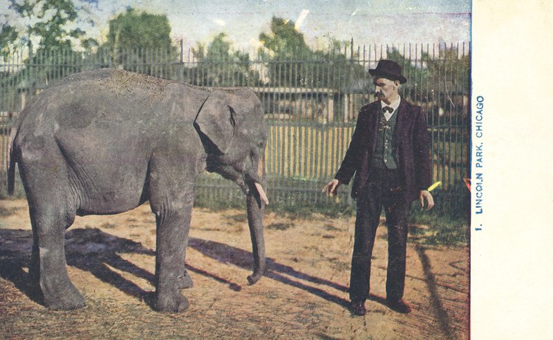 Mládě slona, Lincoln Park Zoo, Chicago, USA (barevné foto) od American Photographer
