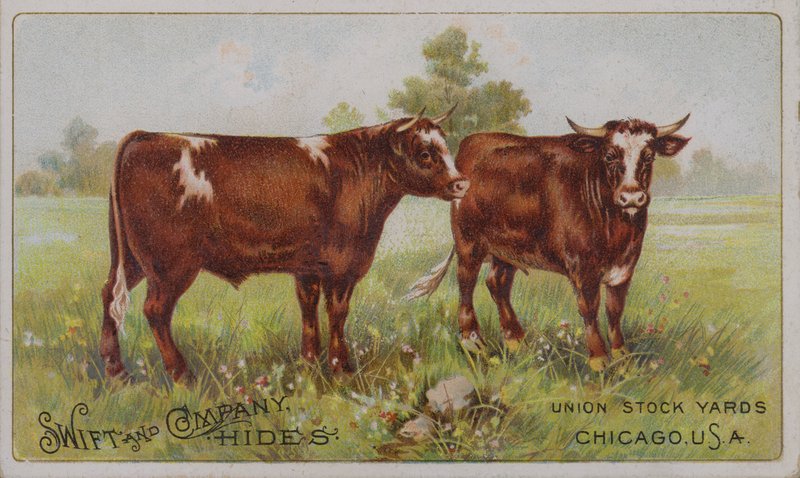 Americká obchodní karta propagující zvířecí kůže Swift and Company, Union Stock Yards, Chicago, Illinois (barevná litografie) od American School