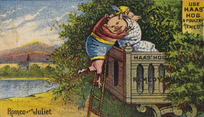 Prase se necítí dobře od American School