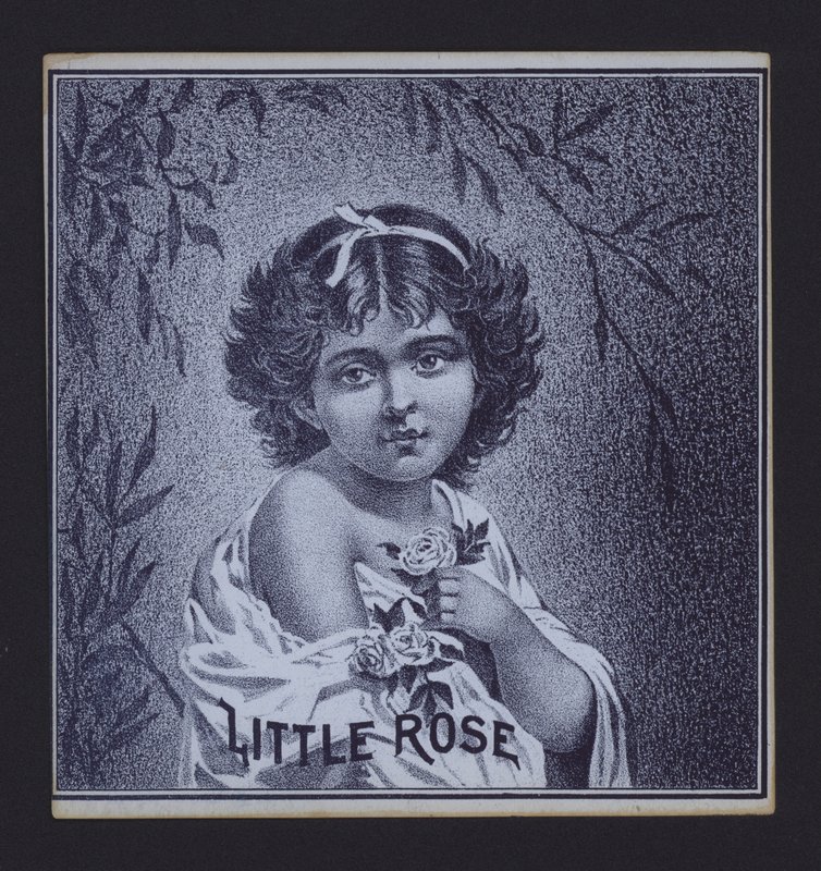 Little Rose, štítek doutníku (litho) od American School