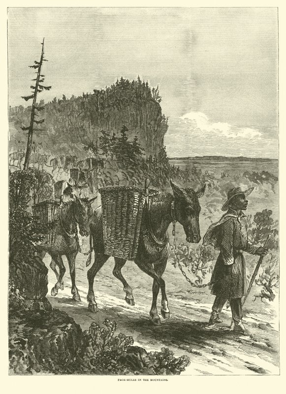 Smečka mezci v horách, únor 1863 od American School