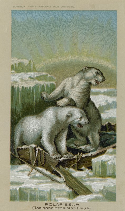 Lední medvěd, Thalassarctos Maritimus (chromolitho) od American School