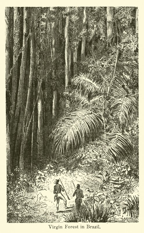 Virgin Forest v Brazílii od American School