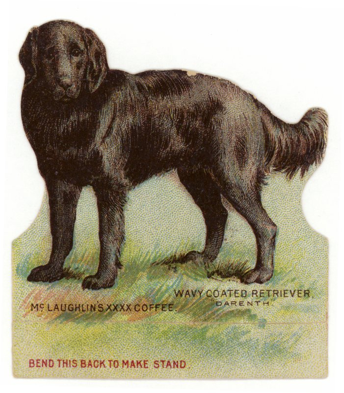 Wavy Coated Black Retriever od American School