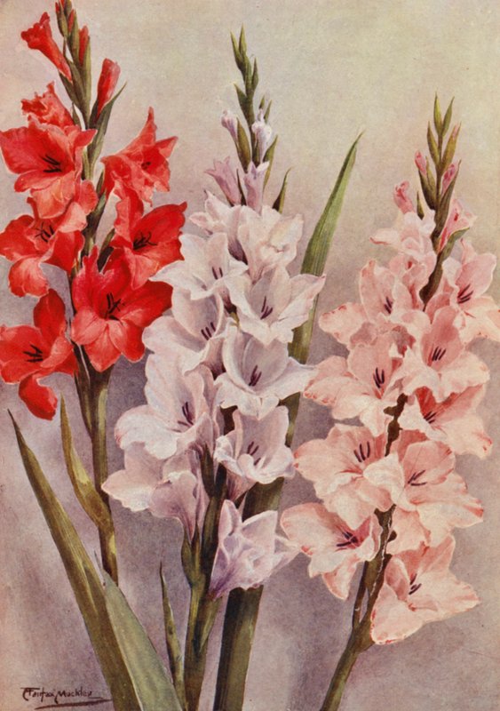 Skupina moderních gladiol (barevná litografie) od Angelo Fairfax Muckley