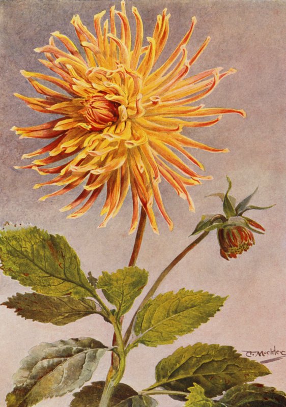 Cactus Dahlia paní H L Brousson, barva, plavá, s nádechem šarlatové karmínové (barevná litografie) od Angelo Fairfax Muckley