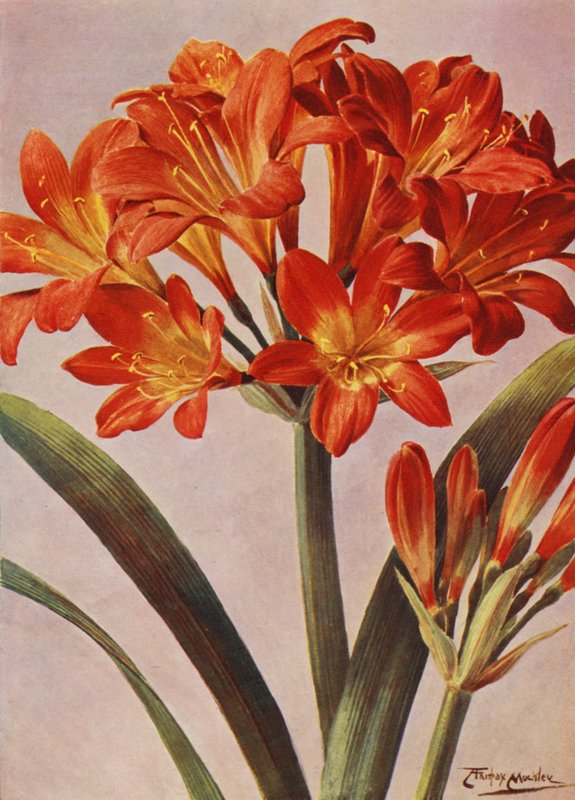 Clivia Miniata, dlouho známá jako Imantophyllum Miniatum (barevná litografie) od Angelo Fairfax Muckley