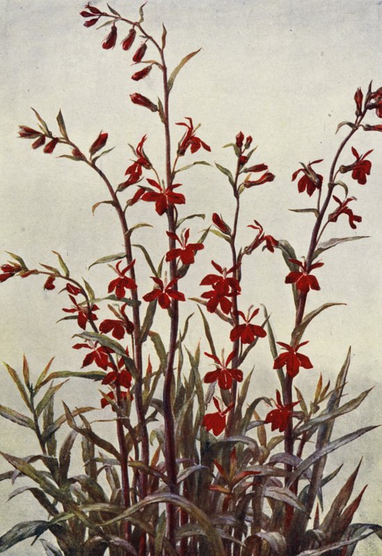 Lobelia Cardinals (barevná litografie) od Angelo Fairfax Muckley