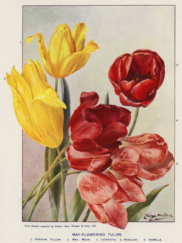 Květen-kvetoucí tulipány (barevná litografie) od Angelo Fairfax Muckley