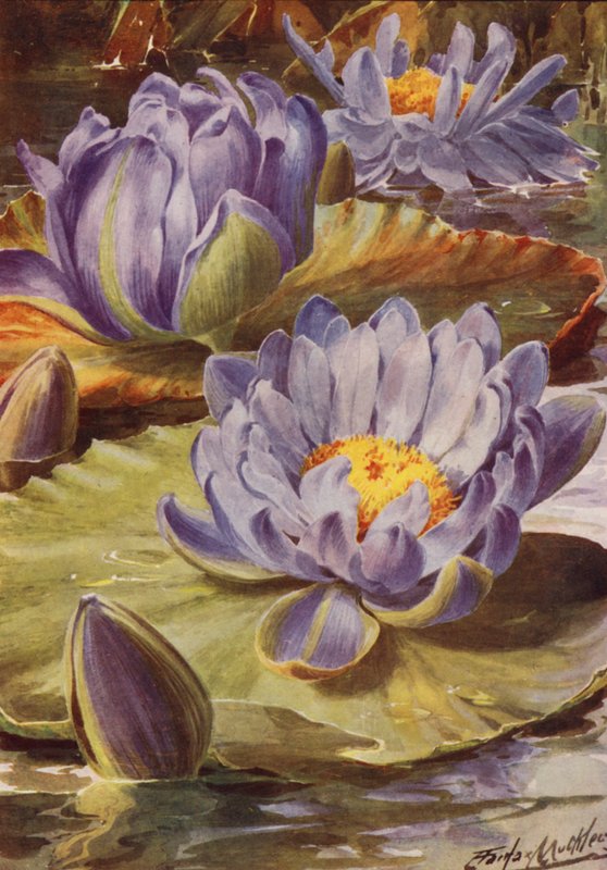 Nymphea Gigantea Hudsonii, Nádherná modrá leknínovitá rostlina (barevná litografie) od Angelo Fairfax Muckley