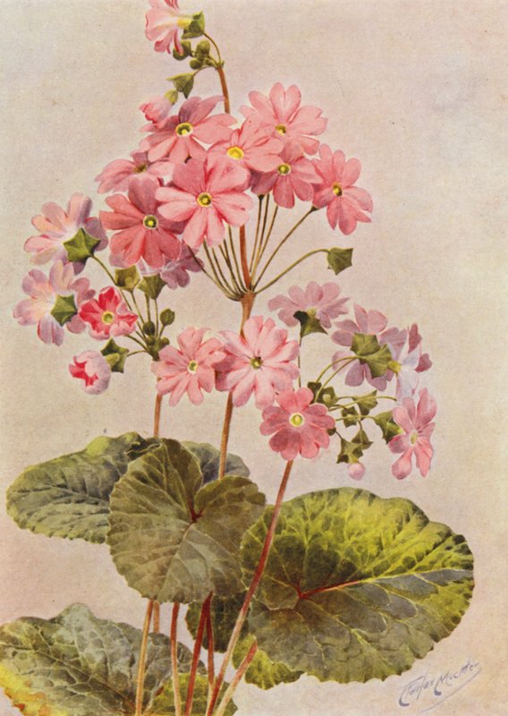 Primula Obconica (barevná litografie) od Angelo Fairfax Muckley