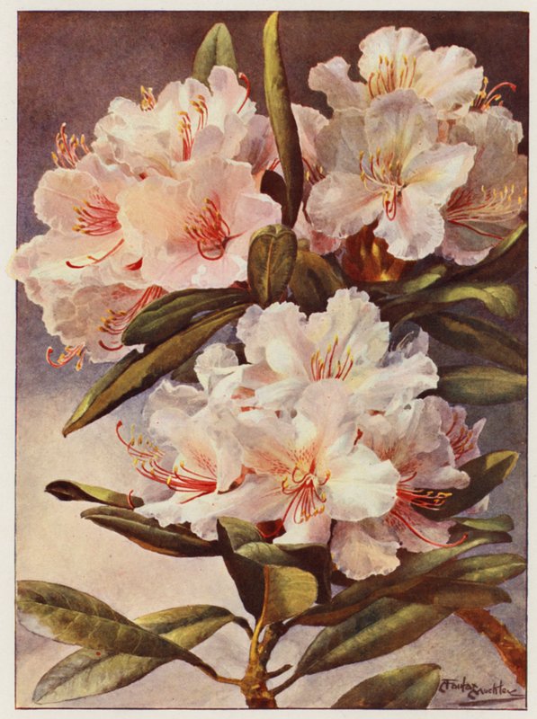 Rhododendron Rosa Mundi (barevná litografie) od Angelo Fairfax Muckley