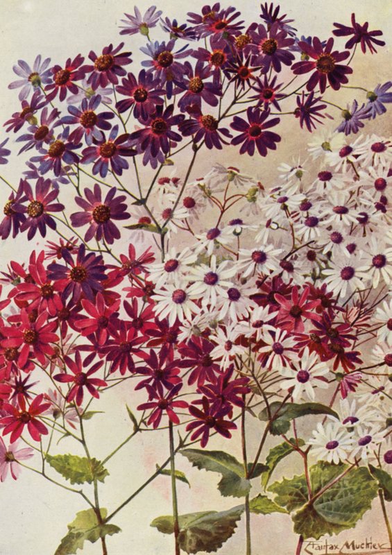 Star Cinerarias (barevná litografie) od Angelo Fairfax Muckley