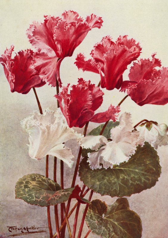 Motýl Cyclamen (barevná litografie) od Angelo Fairfax Muckley