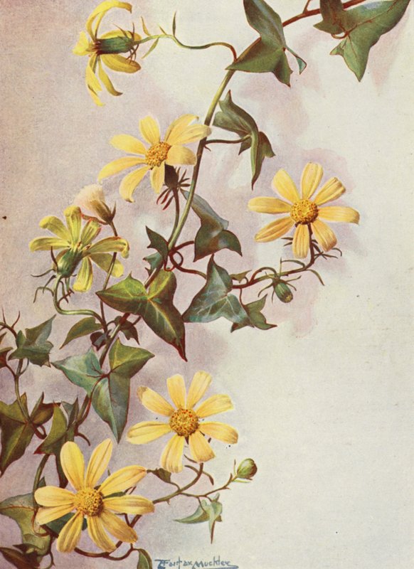 Břečťan žlutý, Senecio Macroglossus (barevná litografie) od Angelo Fairfax Muckley