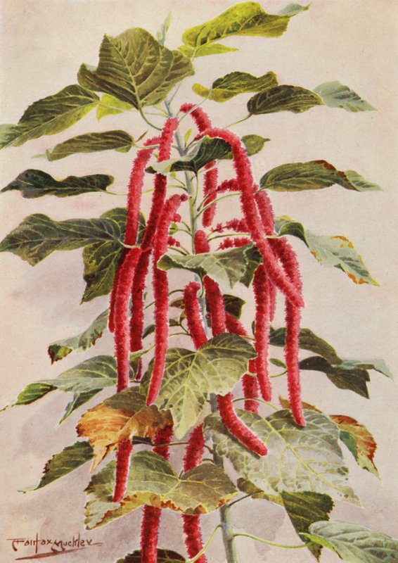 Krásná červenochvostá Acalypha Hispida, Sanderiana (barevná litografie) od Angelo Fairfax Muckley