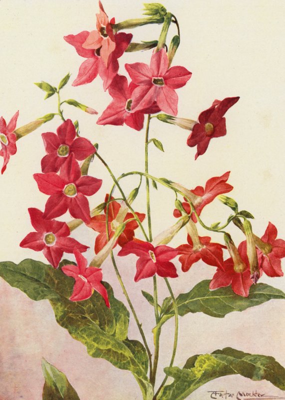 Krásná tabáková rostlina Nicotiana Sanderae (barevná litografie) od Angelo Fairfax Muckley