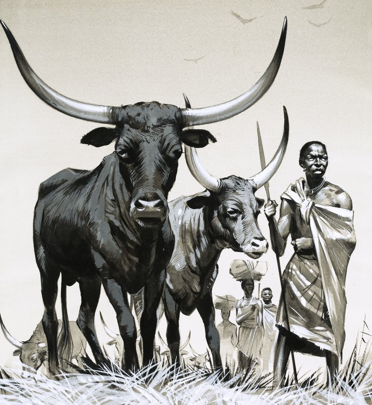 Ankole skot od Angus McBride