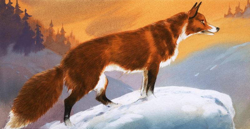 Liška na sněhu od Angus McBride