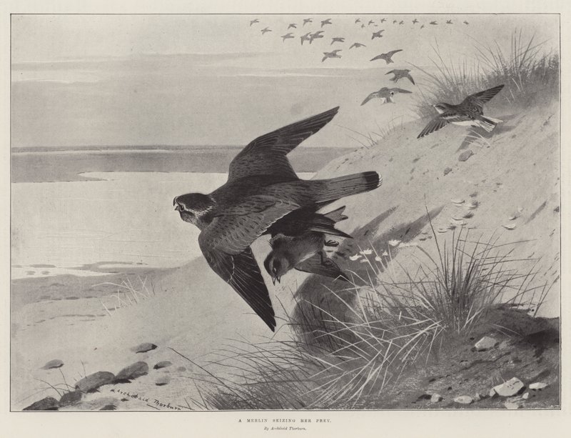 Merlin, který se zmocnil její kořisti od Archibald Thorburn