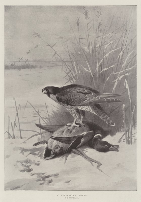 Úspěšný nájezd od Archibald Thorburn