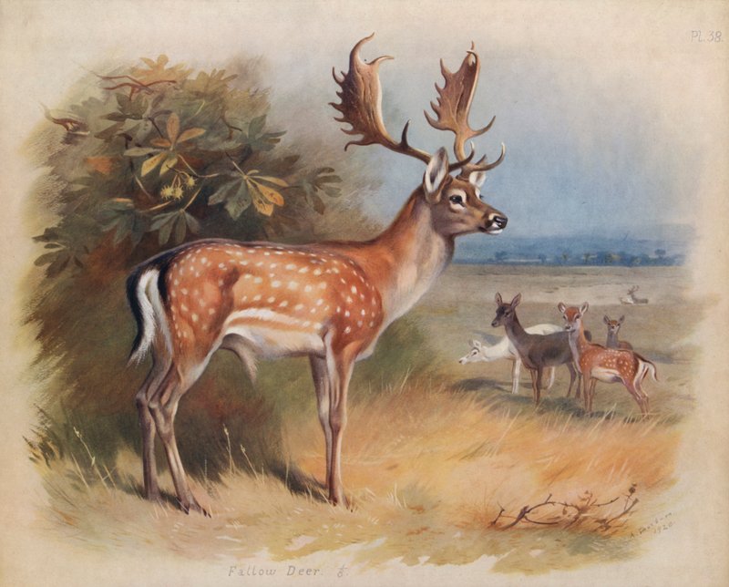 Daněk od Archibald Thorburn