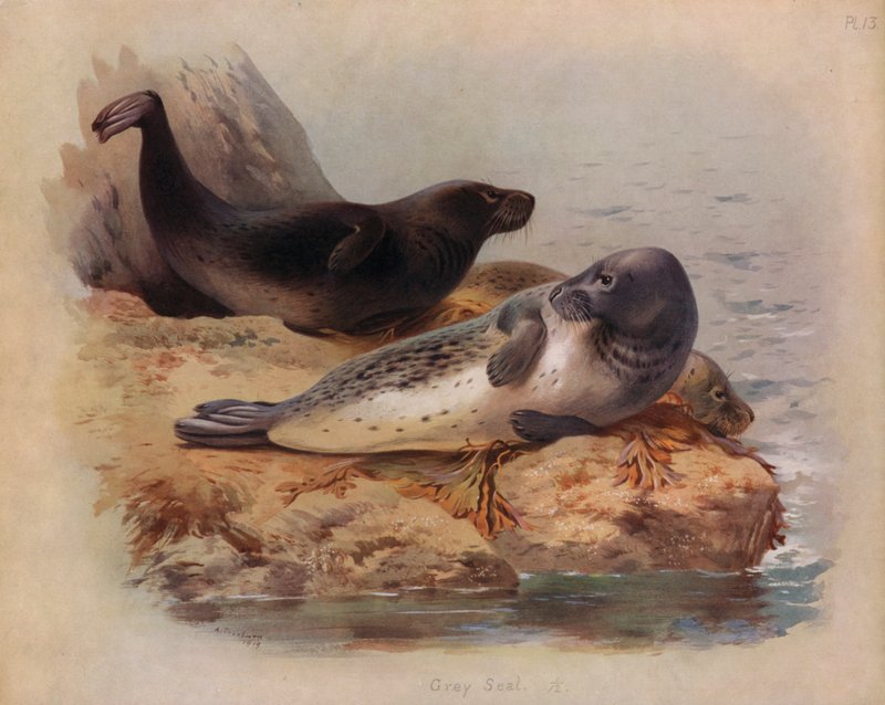 Šedá pečeť od Archibald Thorburn